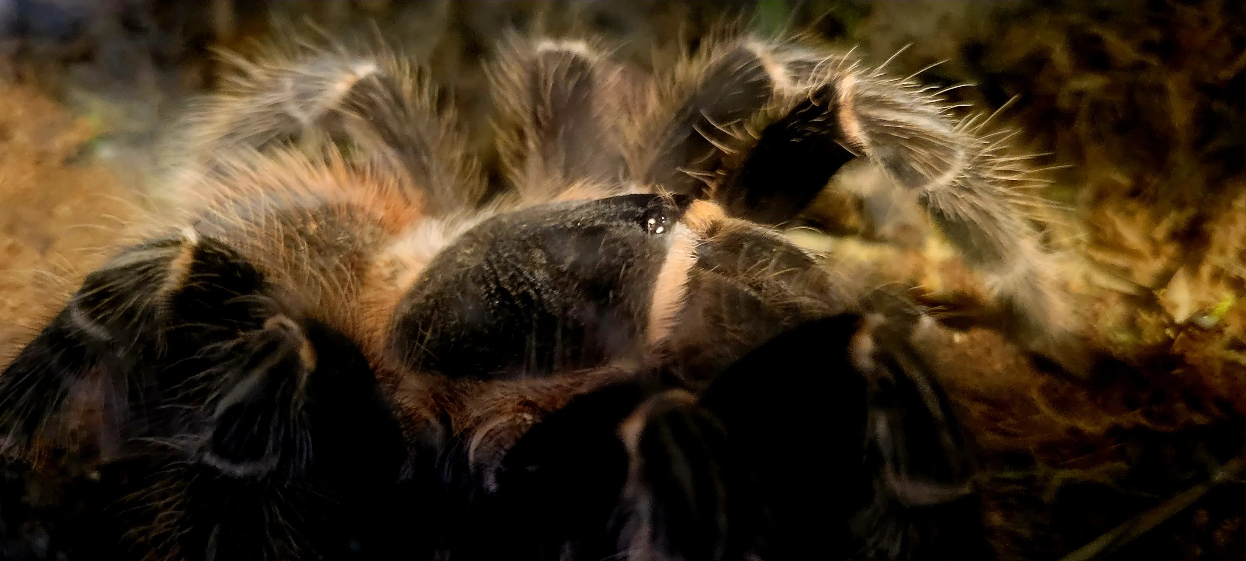 19412 klugi tarantula image2