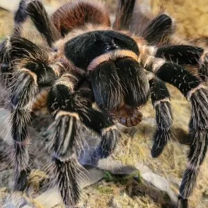 19412 klugi tarantula image3