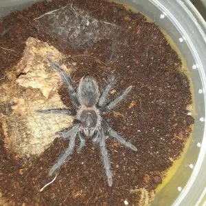 19412 klugi tarantula image4
