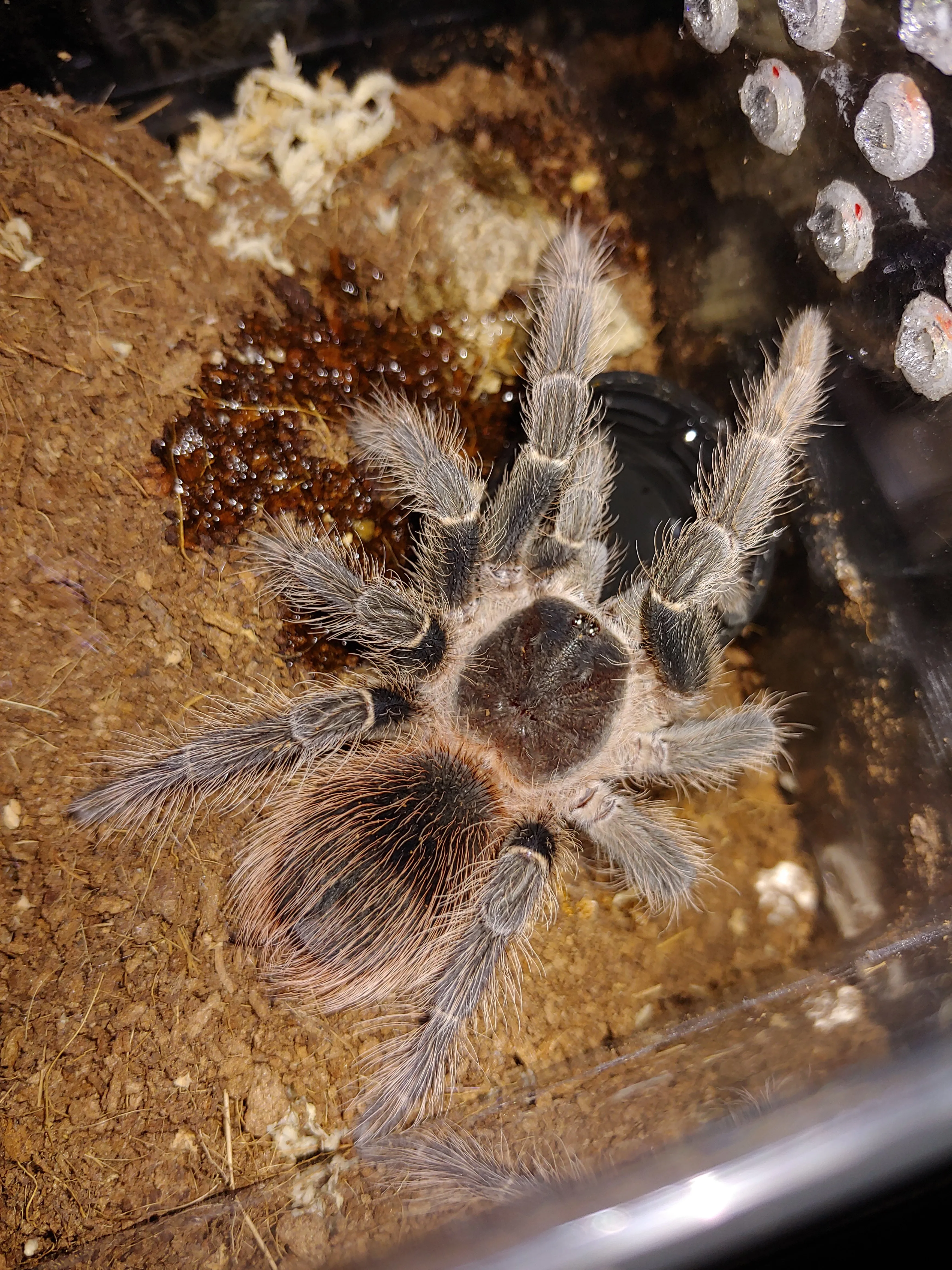 19412 klugi tarantula image5