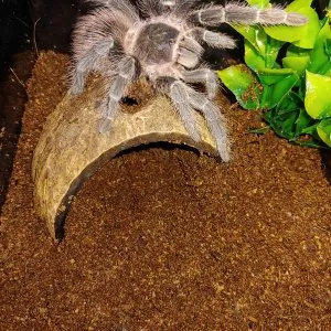 19412 klugi tarantula image6