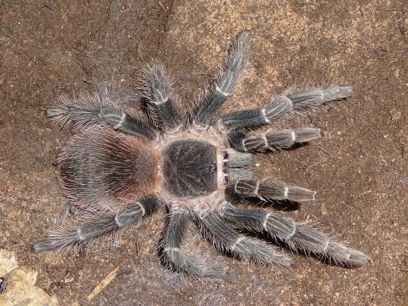 /img/19412-klugi-tarantula-image7.webp