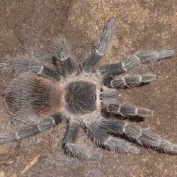 /img/19412-klugi-tarantula-image7.webp