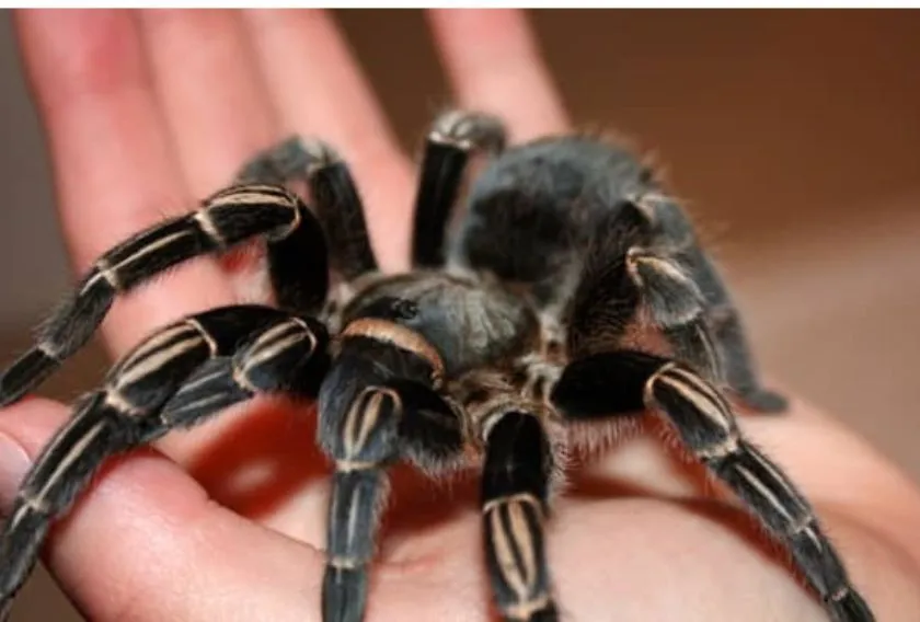 19414 zebra tarantula close up