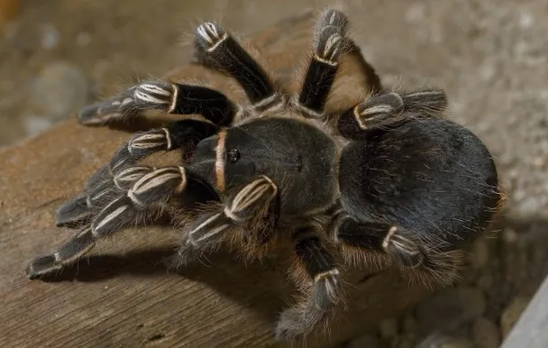 /img/19414-zebra-tarantula-growth-stages.webp