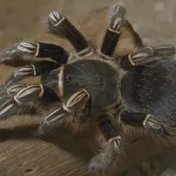/img/19414-zebra-tarantula-growth-stages.webp