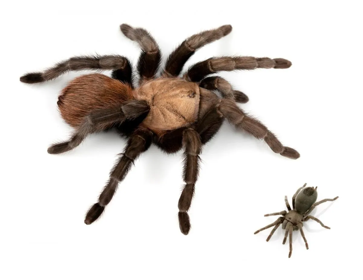 19415 goliath birdeater