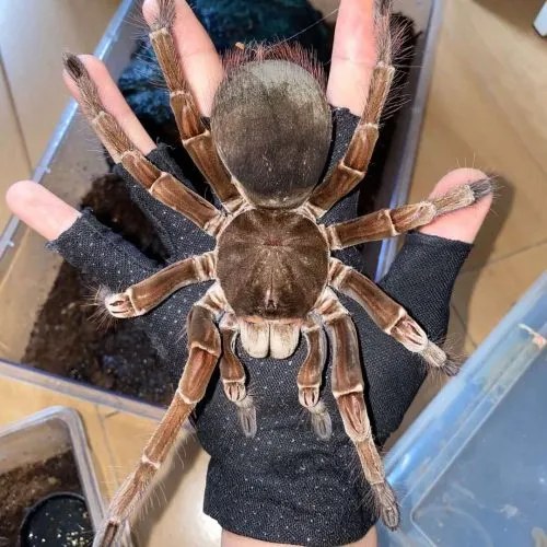 19415 tarantula feeding