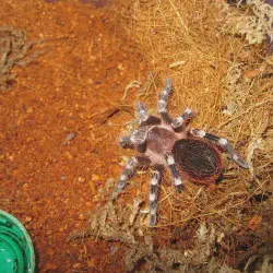 /img/19415-tarantula-handling.webp