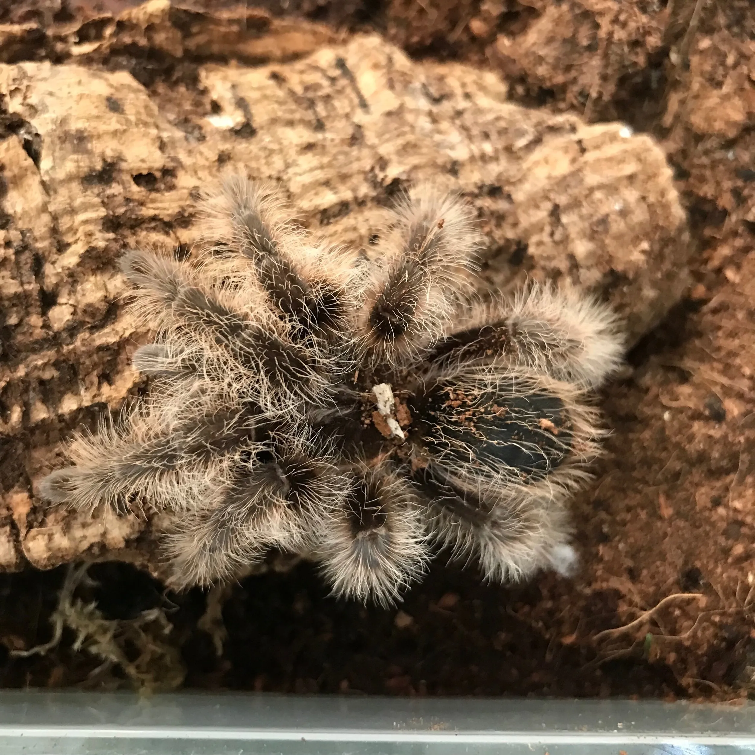 19415 tarantula leg span