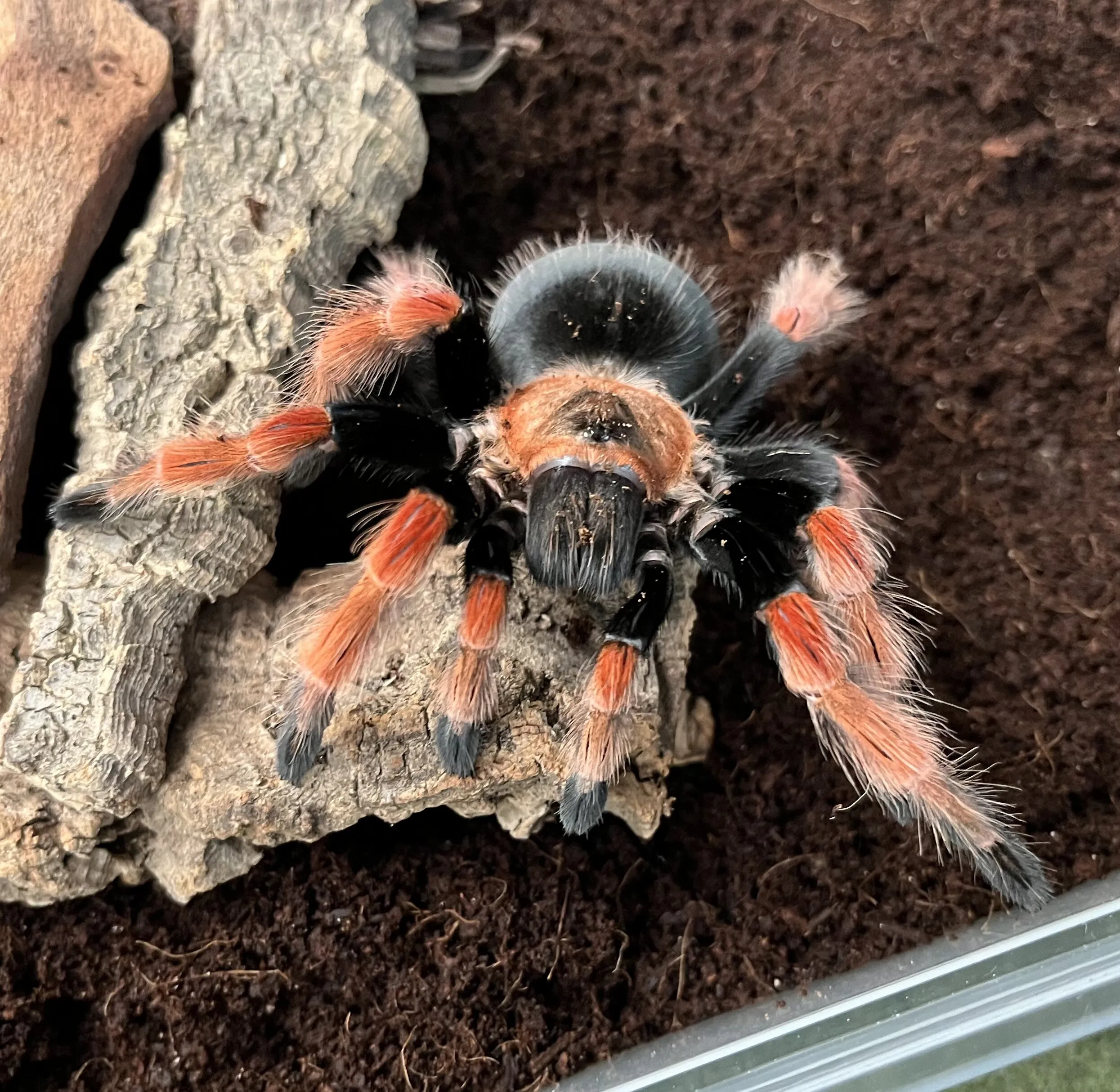 19415 tarantula weight