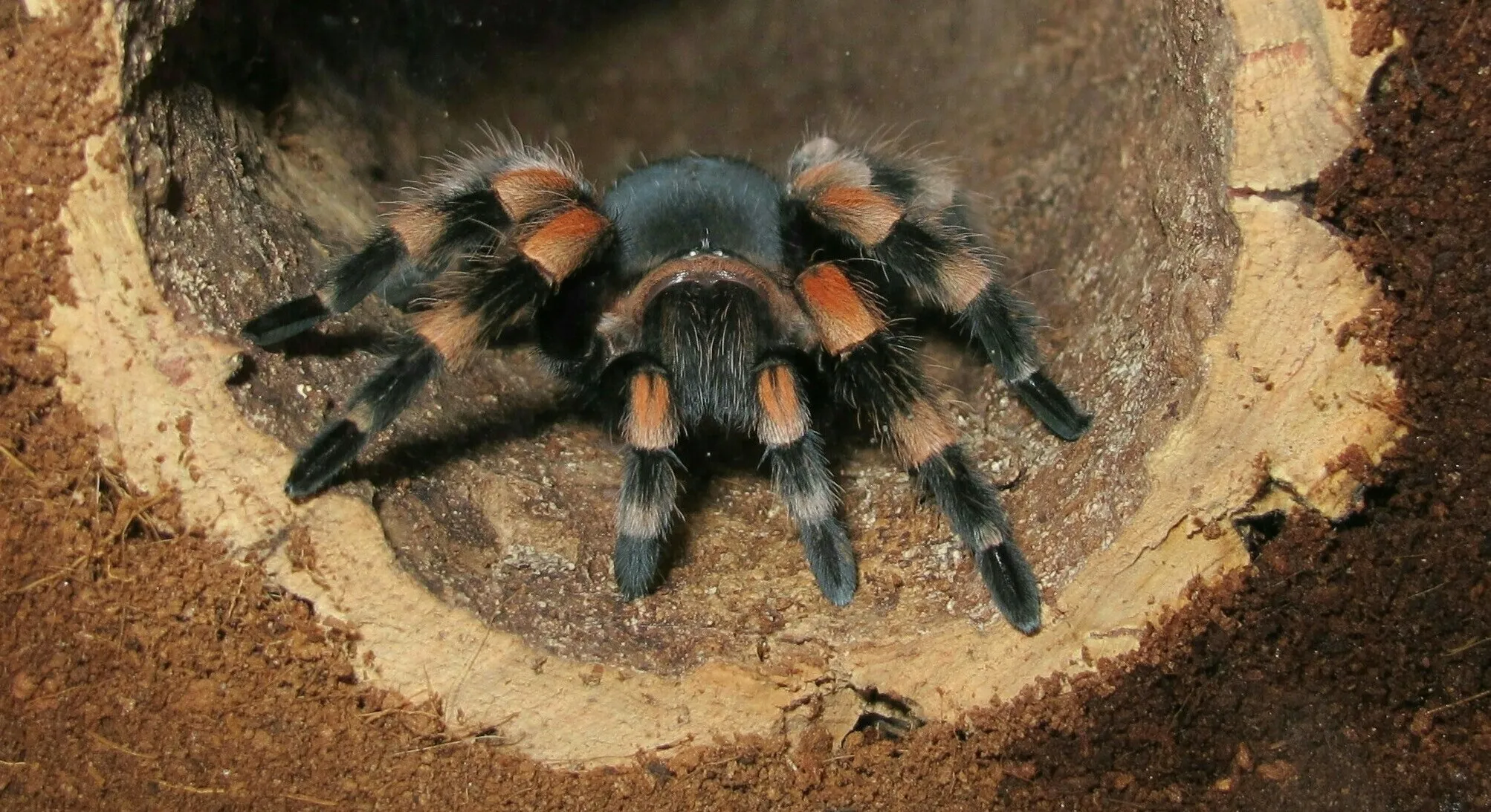 19417 tarantula habitat
