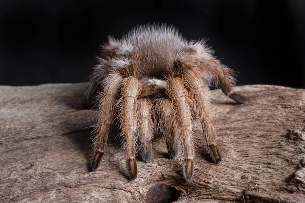 /img/19417-tarantula-handling.webp
