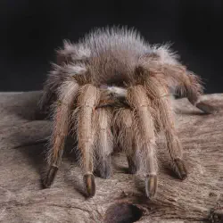 /img/19417-tarantula-handling.webp