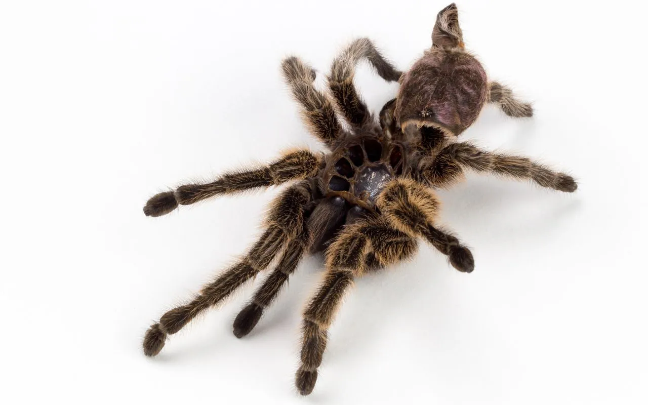 19419 spiderling environmental conditions