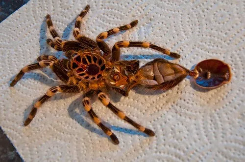 /img/19419-spiderling-humidity-level.webp