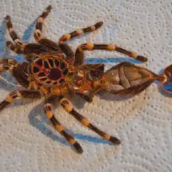 /img/19419-spiderling-humidity-level.webp