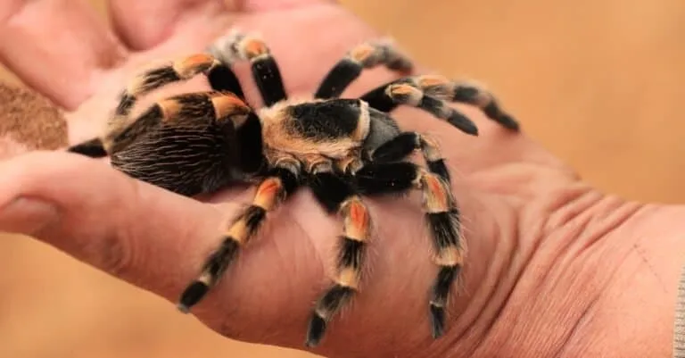 19419 spiderling post molting care
