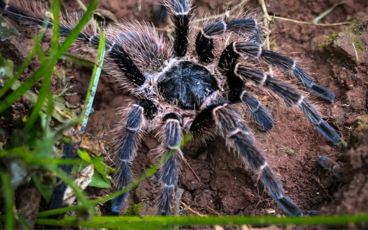 19419 tarantula spiderling behavioral changes