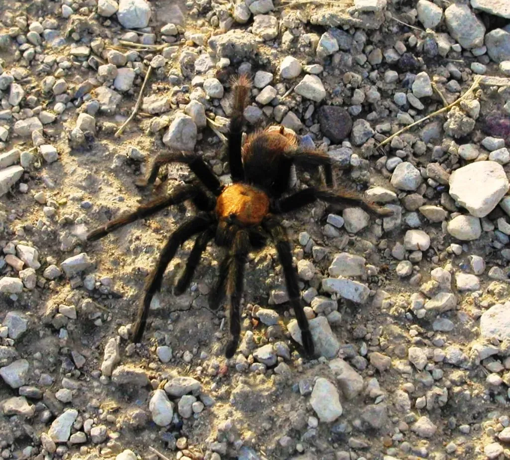 19420 la junta tarantula migration overview