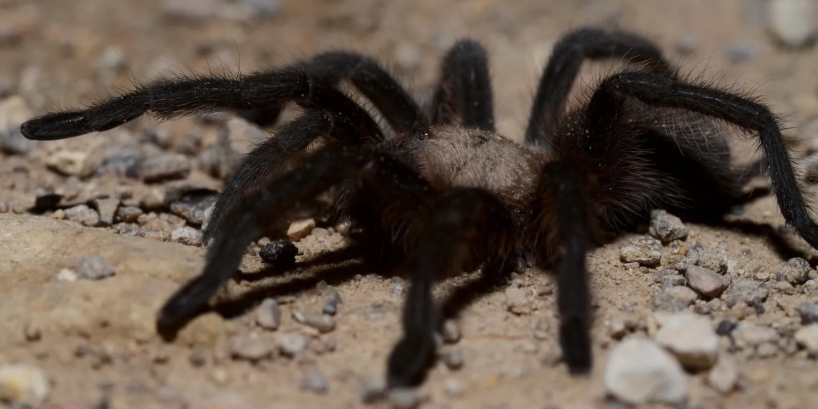 19420 tarantula behavior