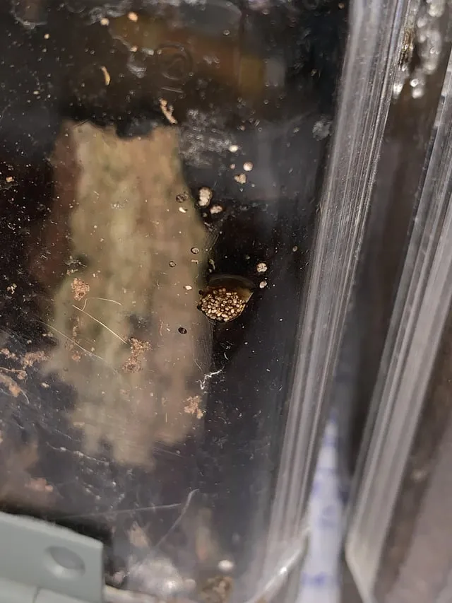 19421 tarantula poop cleaning frequency