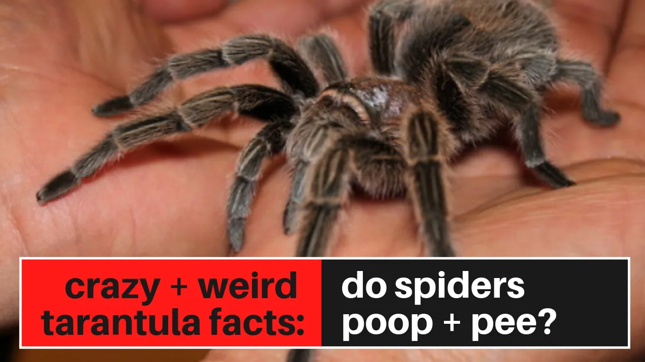 19421 tarantula poop color