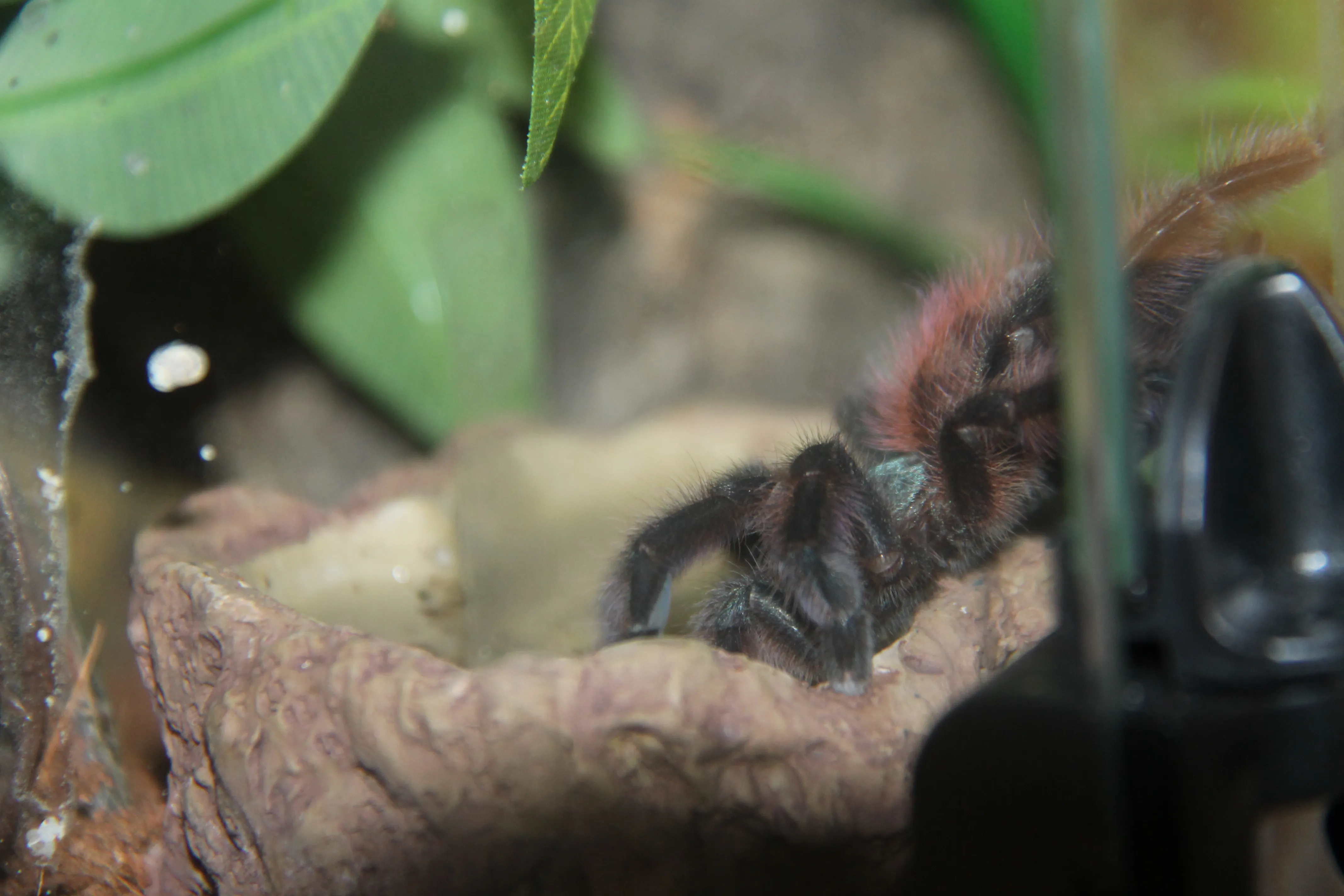 19421 tarantula poop overview