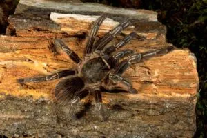 /img/19421-tarantula-poop-safety.webp