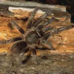 /img/19421-tarantula-poop-safety.webp