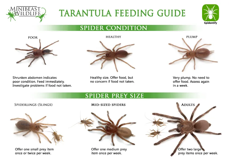/img/19423-healthy-tarantula.webp