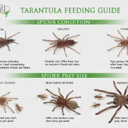 /img/19423-healthy-tarantula.webp