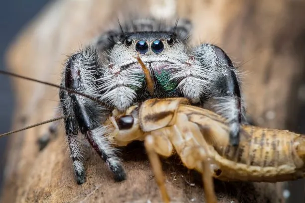 19423 tarantula eating cricket