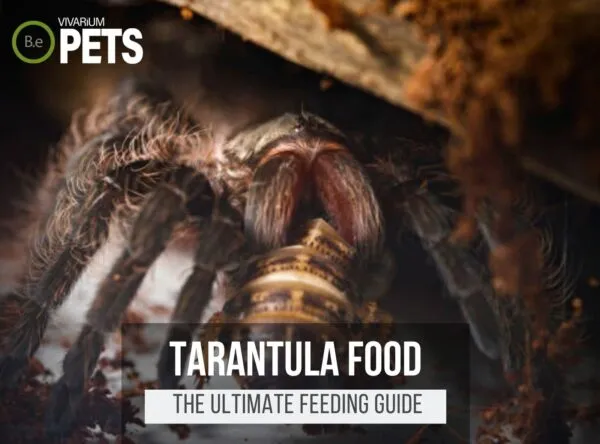 19423 tarantula mealworm