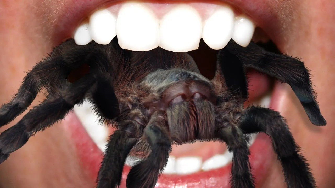 19423 tarantula water dish