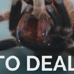 /img/19424-tarantula-handling.webp