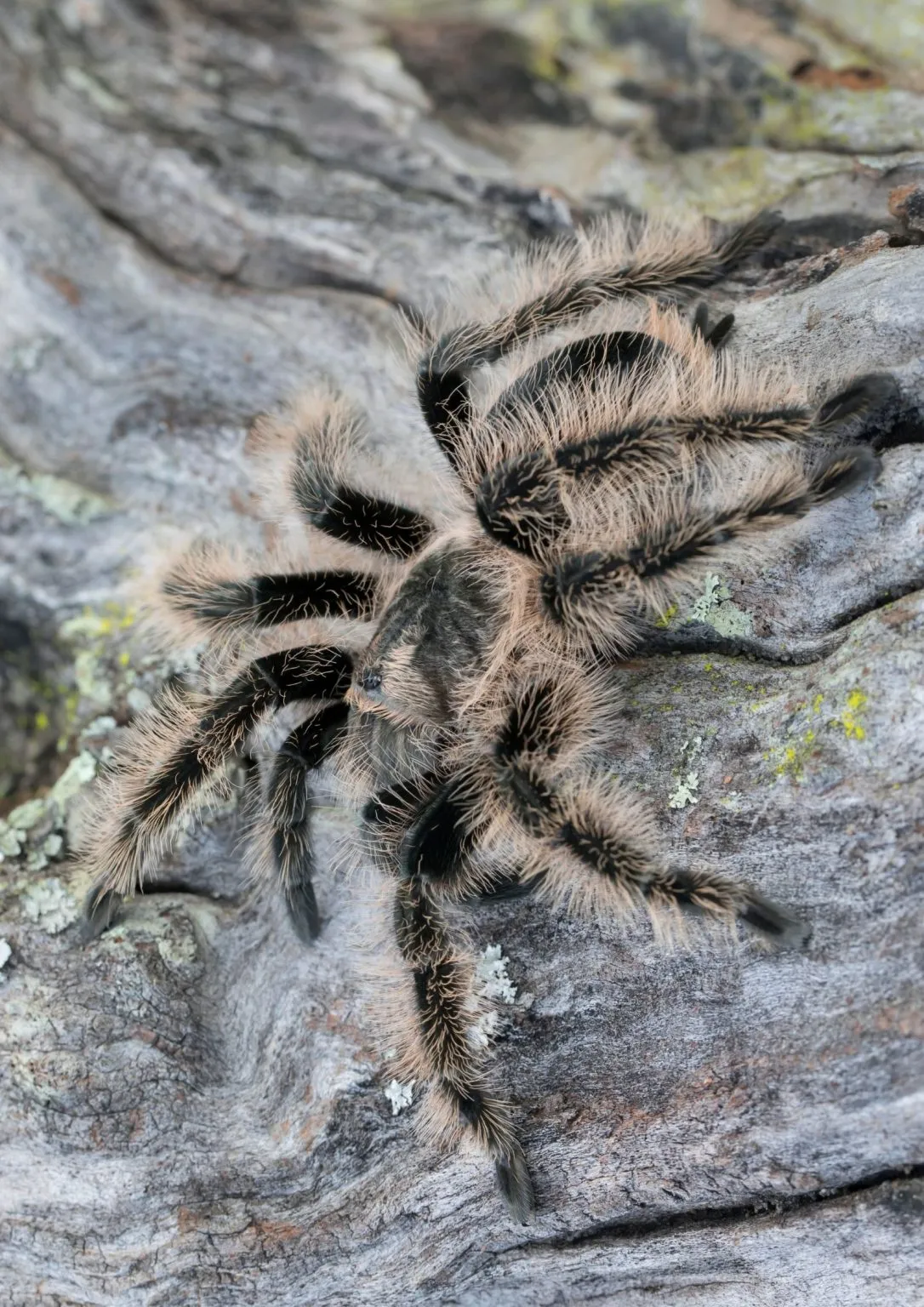 19426 tarantula defense mechanism