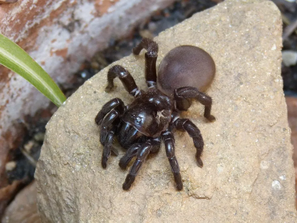 19426 tarantula hair human interaction