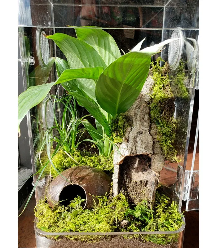 /img/19427-tarantula-enclosure-cleaning.webp