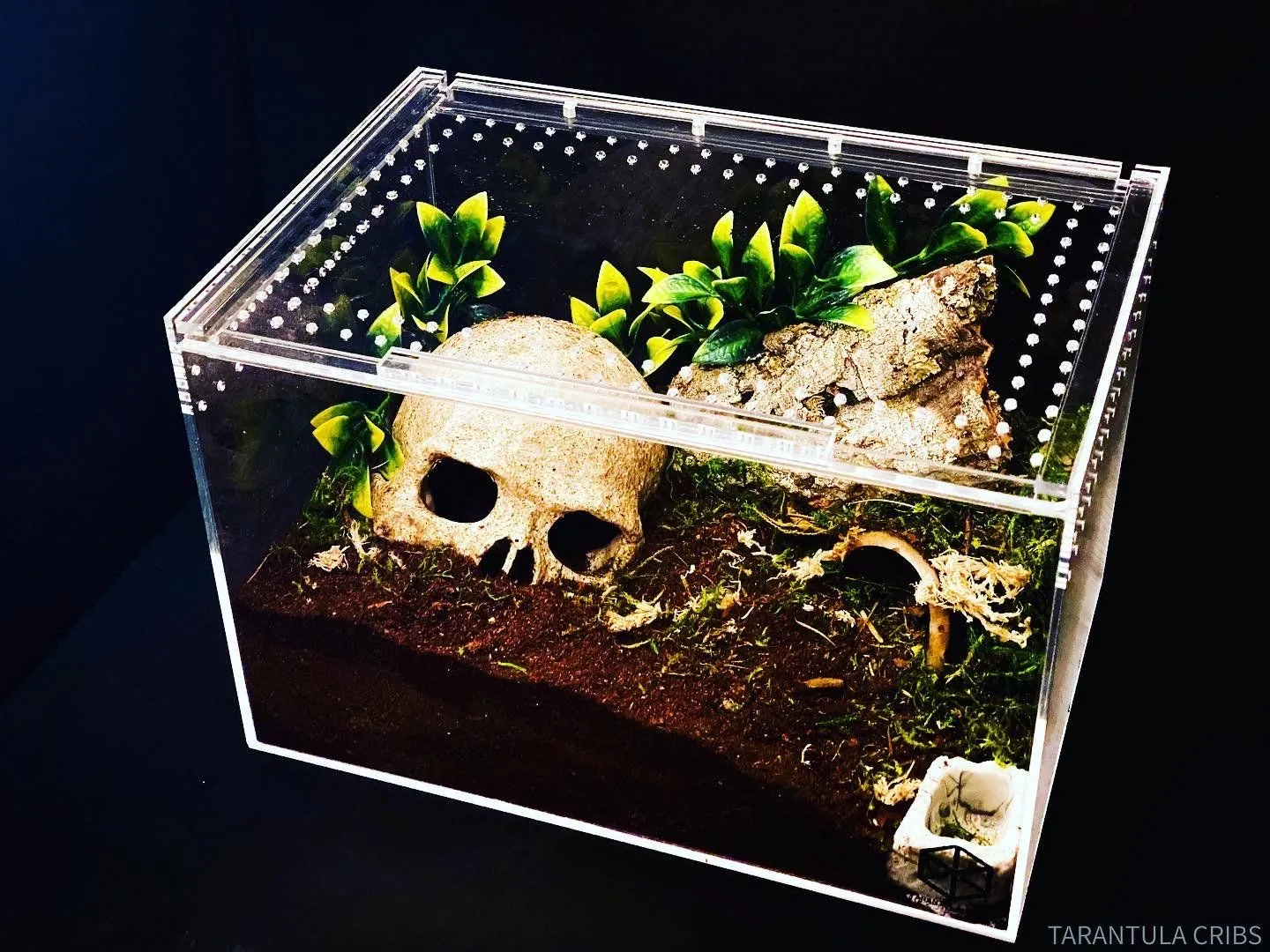 19427 tarantula enclosure decor