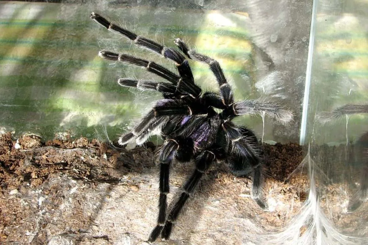 19427 tarantula species types