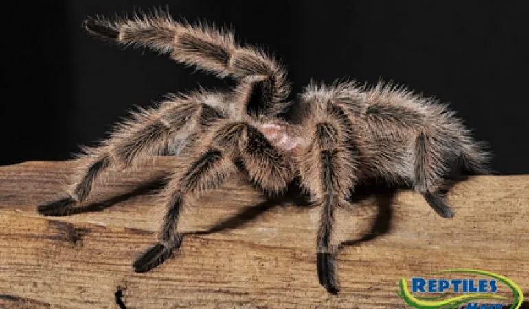 /img/19429-tarantula-cleaning.webp