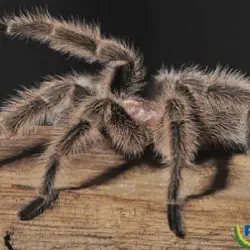 /img/19429-tarantula-cleaning.webp