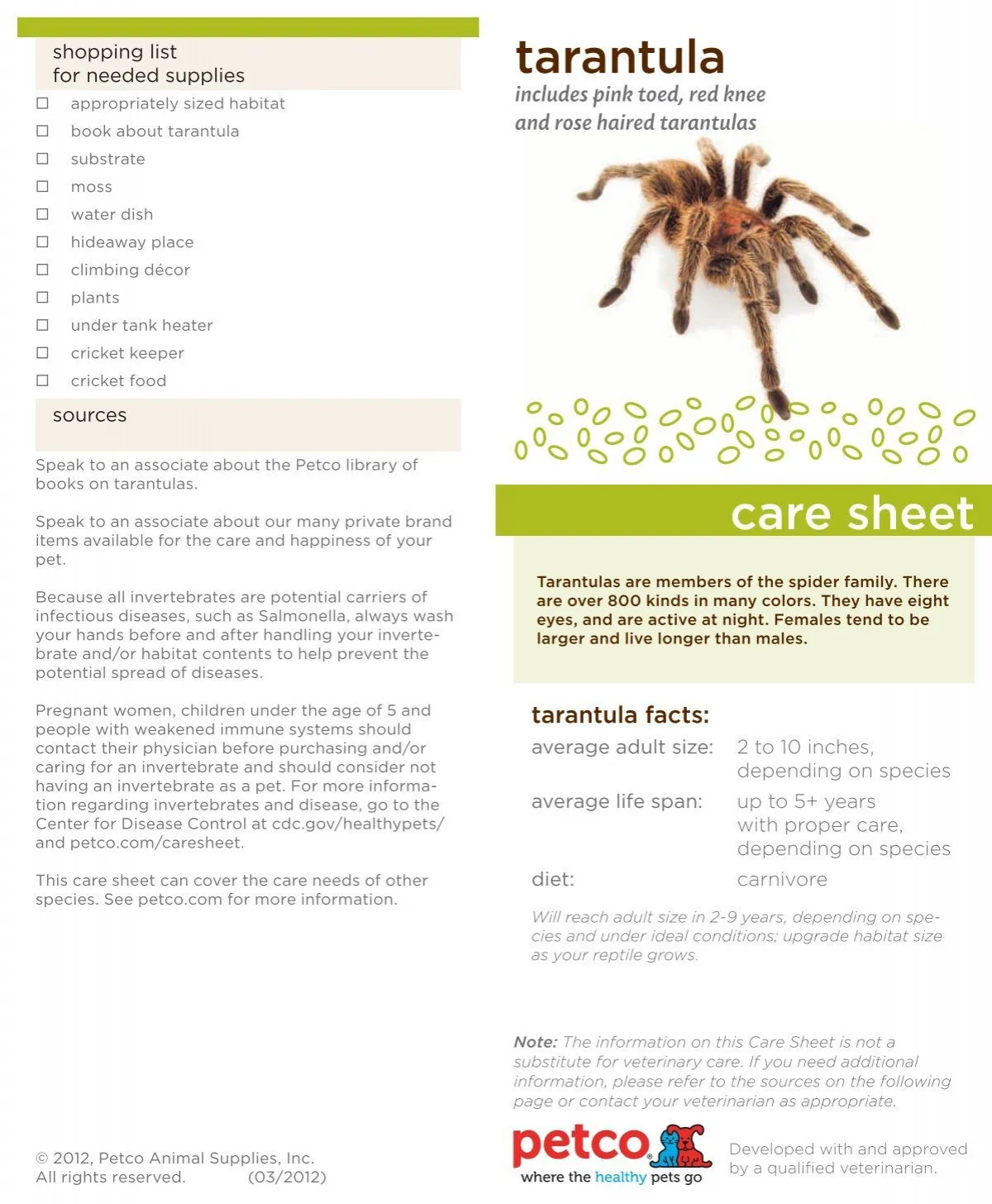 19429 tarantula feeding