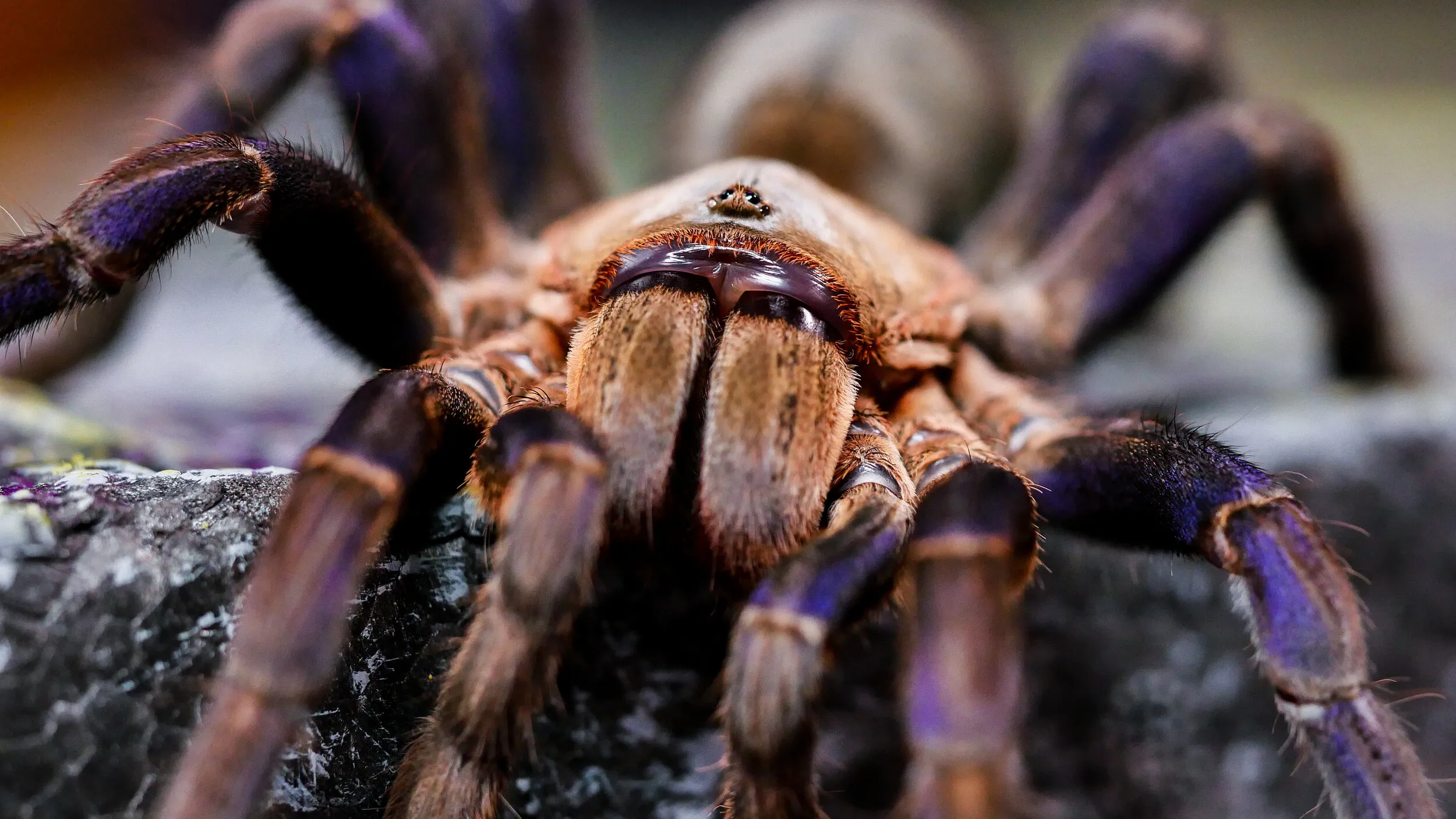 19429 tarantula health