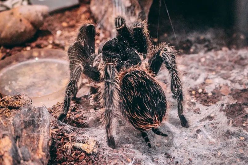 19429 tarantula substrate