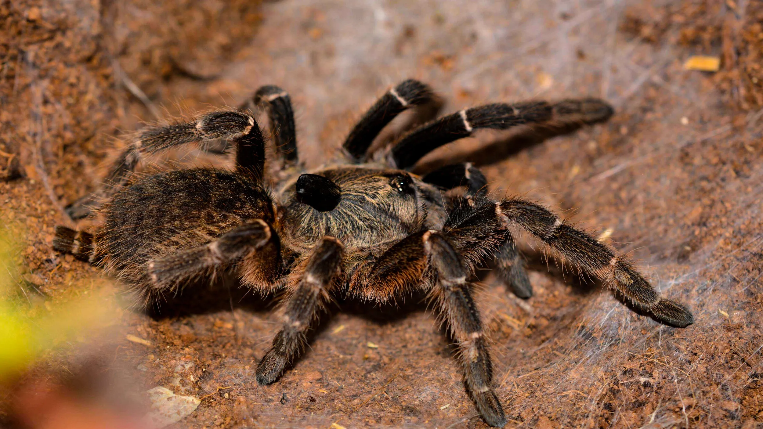 19429 tarantula water