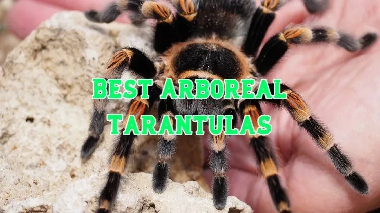 /img/19430-arboreal-tarantula-enclosure.webp