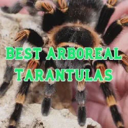 /img/19430-arboreal-tarantula-enclosure.webp