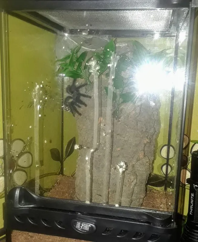 19430 arboreal tarantula overview